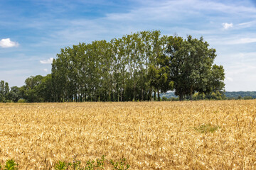 C&eacute;r&eacute;ales, Bl&eacute;.