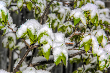 Green leaves covered after a snow fall