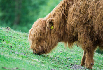 Shaggy brown highland cow