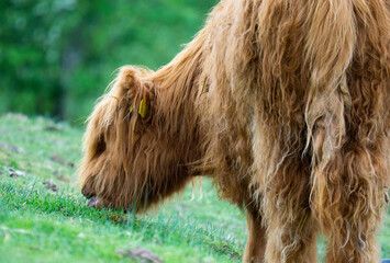 Highland cow with tongue out