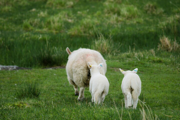 A mother and lambs running away