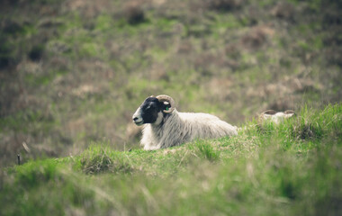 Sheep on a mountainside