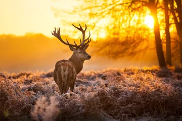 Zelfklevend Fotobehang Red Deer in morning Sun. © Kavindu