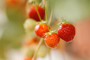 Reife Erdbeeren.