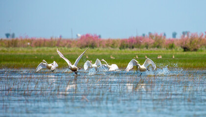 Flying swans in the blue sky. Waterfowl at the nesting site. A flock of swans walks on a blue lake.