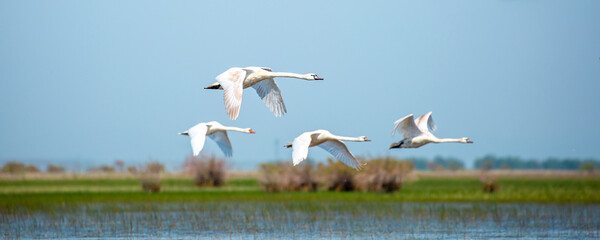Flying swans in the blue sky. Waterfowl at the nesting site. A flock of swans walks on a blue lake.