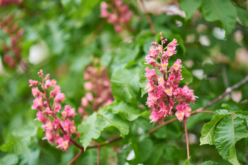 Flowers in the outdoor