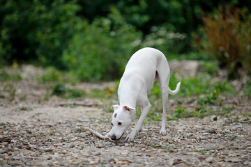 Weißer Hund holt das Söckchen