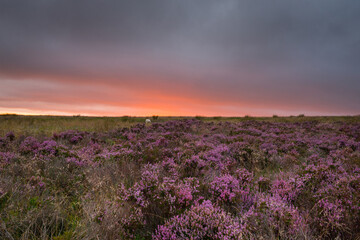 Fototapeta na wymiar Sunset Long Mynd Summer Shropshire stormy evening 