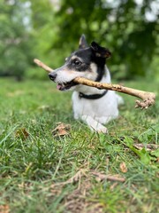 border collie puppy