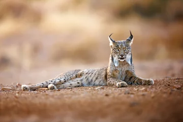 Store enrouleur tamisant Lynx Lince ibérico descansa mientras observa fijamente a la cámara.