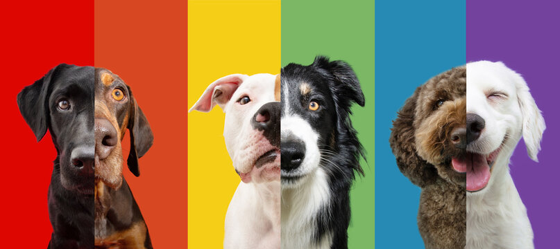 LGBT flag dog banner. Pride month celebrate and World peace concept - Powered by Adobe