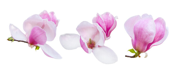 Magnolia Soulangeana flower isolated on the  transparent background, PNG