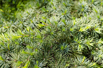 Conifer tree. The needles were eaten. Pine forest. Macro photo. Christmas tree.