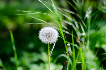 Fototapeta premium Dandelion. A girl holds a bouquet of flowers. Taraxacum.