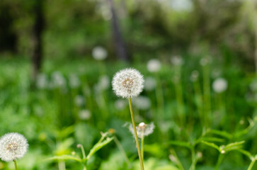 Dandelion. A girl holds a bouquet of flowers. Taraxacum.
