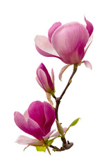 Magnolia Soulangeana flower isolated transparent background, PNG