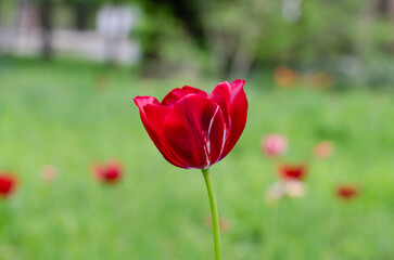 Red tulip. Spring flowers. Flowers in Holland. Growing flowers for sale.