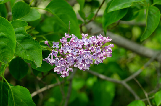 Lilac inflorescence. Olive family. Syringa vulgaris. Macro photo of spring flowers. Purple and pink flowers.