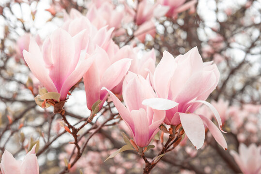 Pink magnolia flowers, Magnolia Soulangeana Rustica Rubra in the garden