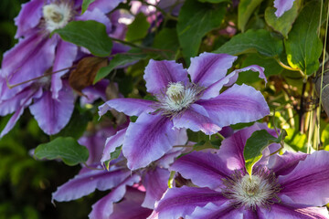 Flowers of perennial clematis vines in the garden. Beautiful clematis flowers near the house....