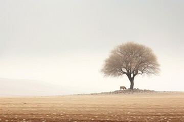 dry tree in the desert and a sheep under it