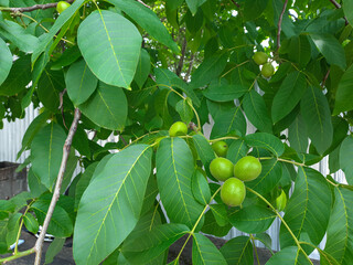 The fruits of green nuts on a branch among the leaves.