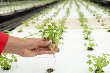hand holding celery vegetable in the hydroponic garden farm, healthy organic agriculture cultivation