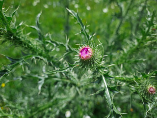 Milk thistle flower on a green stem purple