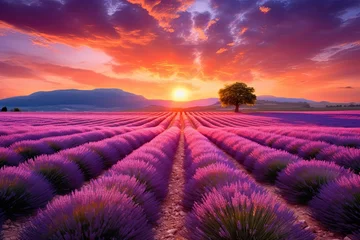 Foto op Canvas Beautiful landscape of lavender field with setting sun and orange sky © PapatoniC