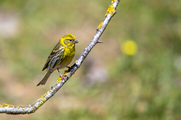 Küçük iskete » European Serin » Serinus serinus