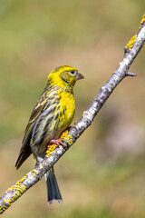 Küçük iskete » European Serin » Serinus serinus