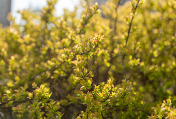 Spring Branch, Young Tree Leaves on Blur Background, Spring Twig with New Green Leaves