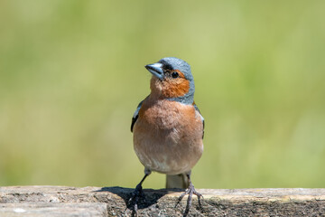 İspinoz » Common Chaffinch » Fringilla coelebs