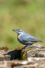 Anadolu sıvacısı » Krüper`s Nuthatch » Sitta krueperi
