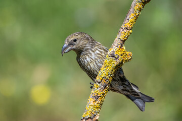Çaprazgaga » Red Crossbill » Loxia curvirostra