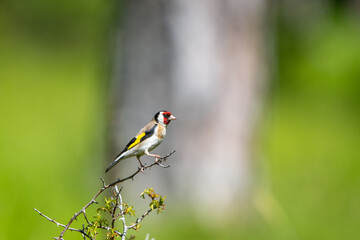 Saka » European Goldfinch » Carduelis carduelis