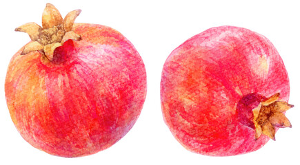 ザクロの水彩画イラスト　丸ごとの実２つ