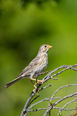Tarla kirazkuşu » Emberiza calandra » Corn Bunting