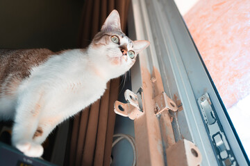 The cat is trying to open the glass door by itself.