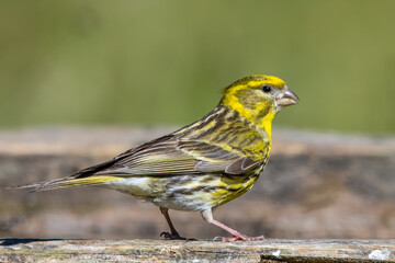 Küçük iskete » European Serin » Serinus serinus