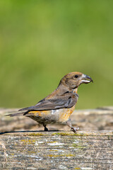 Çaprazgaga » Red Crossbill » Loxia curvirostra