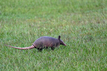 Armadillo, Dasypus Linnaeus, walking in a grassy field in southeastern Texas.