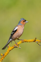 İspinoz » Common Chaffinch » Fringilla coelebs