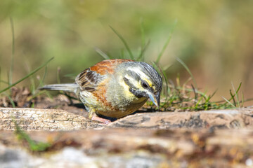 Bahçe kirazkuşu » Cirl Bunting » Emberiza cirlus