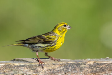 Küçük iskete » European Serin » Serinus serinus