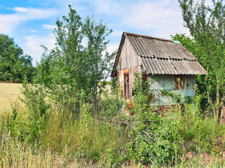 Primitive abandoned house in a wheat field.