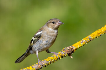 İspinoz » Common Chaffinch » Fringilla coelebs