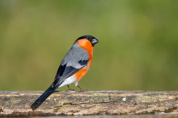 Şakrak » Eurasian Bullfinch » Pyrrhula pyrrhula