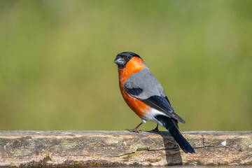 Şakrak » Eurasian Bullfinch » Pyrrhula pyrrhula